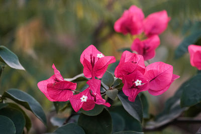 Close-up of pink flowering plant