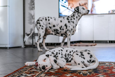 Dalmatians in the house, in the kitchen. 