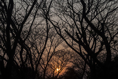 Low angle view of silhouette bare trees against sky