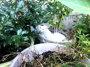 White horse in grass