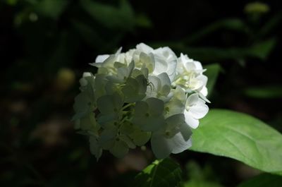 Close-up of white flowers against blurred background