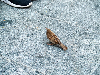 High angle view of bird on street