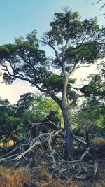 Trees growing on field in forest against sky