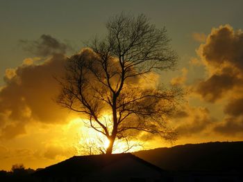 Silhouette of trees at sunset