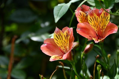 Close-up of yellow lily blooming outdoors