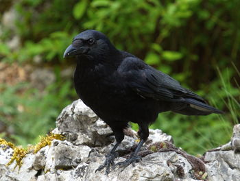 Black crow on a rock