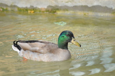 Close-up of duck swimming on lake