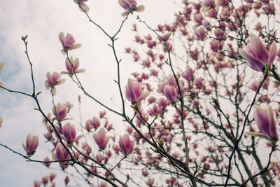 Magnolia blossoms, in lyon france, 2020