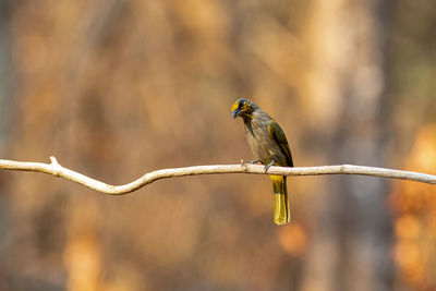 Close-up of bird perching on branch