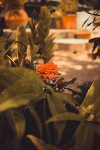 Close-up of orange flowering plant