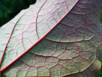 Close-up of raindrops on leaves