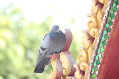 Low angle view of pigeons perching on metal