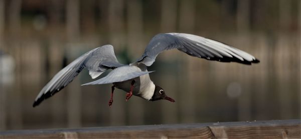 Seagull flying over a railing