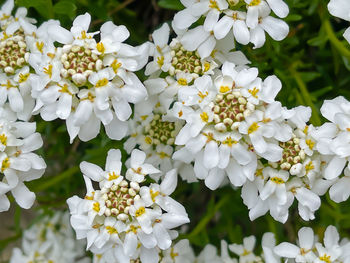 Close-up of white flowering plants in park