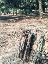 Trees in forest