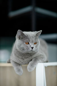 Close-up of cat looking away