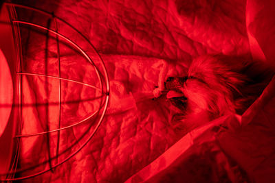 High angle view of red fabric on bed