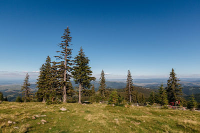 Trees on field against clear blue sky