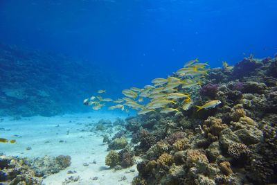 Fish swimming in sea