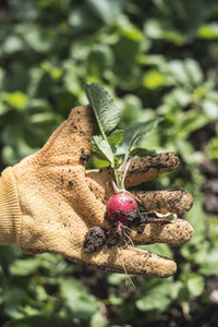 Close-up of blackberries growing on plant