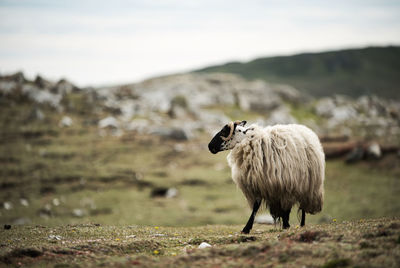 Sheep standing in a field