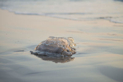 Close-up of crocodile in lake