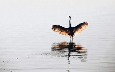 Bird on lake