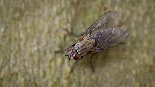 Close-up of insect