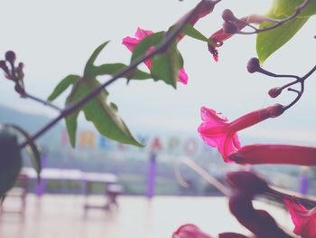 Close-up of pink flower tree against sky