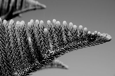 Close-up of plant against wall