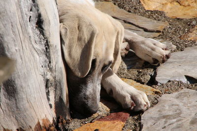 Close-up of horse