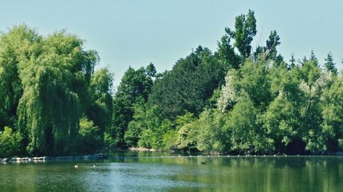 Reflection of trees in lake