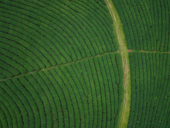 Full frame shot of grassy field