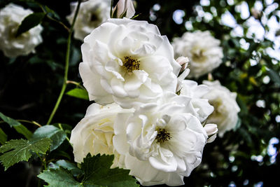 Close-up of white rose