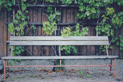 Ivy growing on old abandoned fence