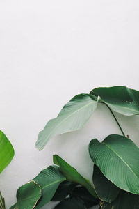 Close-up of plant against white background