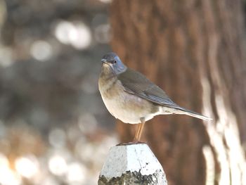 bird