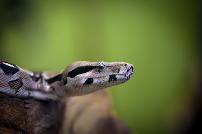 Close-up of lizard on leaf