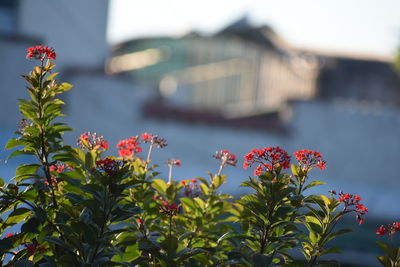 Close-up of flowering plant against building