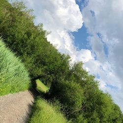 Low angle view of trees on field against sky