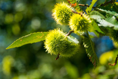 Close-up of plant growing on tree
