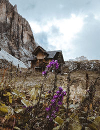 Purple flowering plants by building against sky