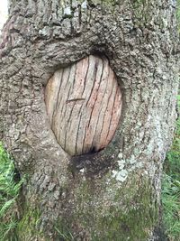 Close-up of tree trunk in forest