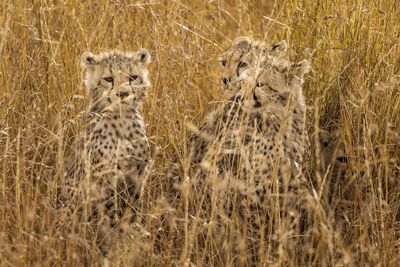 View of cats in the grass