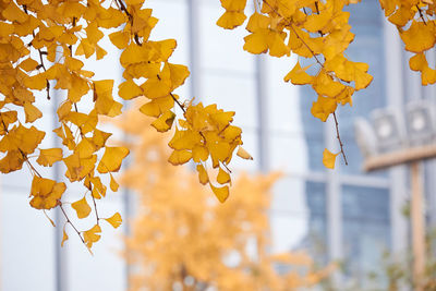 Low angle view of yellow leaves hanging on tree