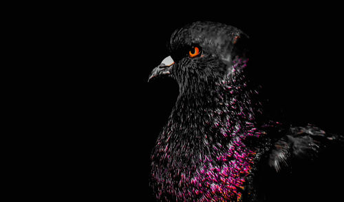 Close-up of a bird