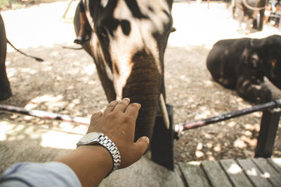 Close-up of man holding hand