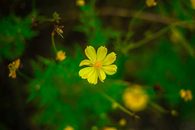 Close-up of yellow flowering plant