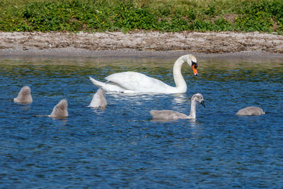 Swans swimming in lake