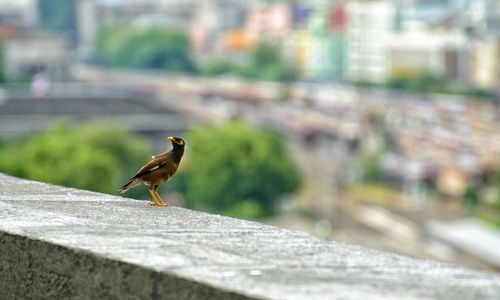 Close-up of bird perching on retaining wall